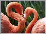Dwa, Flamingi