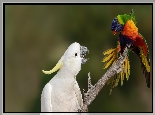 Dwie, Papugi, Kakadu biała, Lorysa górska