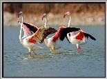 Trzy, Flamingi, Woda