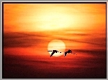 Flamingi, Lot, Zachód, Słońca