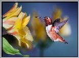 Koliber, Ptak, Kwiaty, Alstremeria