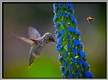 Koliber, Pszczoła