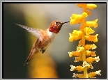 Koliber, Kwiat, Makro