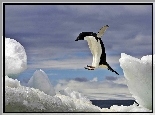 Morze, Ld, Pingwin