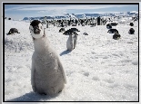 Pingwiny, Śnieg, Lodowiec
