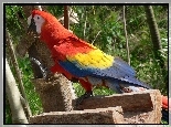 Kolorowa, Papuga, Ara