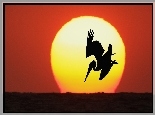 Pelikan, Ptak, Zachód Słońca, Słońce