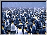 Pingwiny królewskie