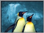 Dwa, Pingwinki, Krlewskie