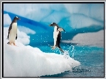 Pingwiny, Zabawa, Morze
