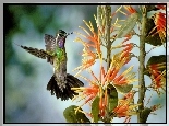 Ptak, Koliber, Egzotyczna, Roślina