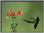 Ptak, Kwiat