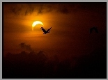 Ptak, Zachód słońca