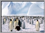 Stado, Pingwinów