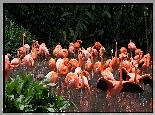 Flamingi, Staw, ZOO