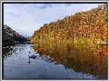 Jesień, Rzeka Ren, Łabędź, Las, Drzewa, Freienstein Teufen, Szwajcaria