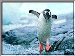 Pingwin, Woda, Lód