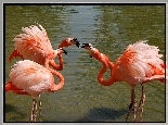 Flamingi, Wygięte, Szyje