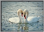 Łabędzie, Jezioro