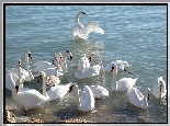 Łabędzie, Jezioro