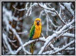Ptak, Żółto-zielona, Papuga, Gałązki, Śnieg, Zima, AI