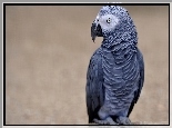 Papuga, Żako, Liberyjska