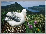 Łąka, Albatros, Gniazdo
