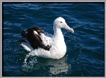 Albatros, Ocean