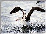 Albatros, Rozłożone, Skrzydła, Woda