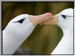 Albatrosy