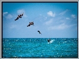 Pelikany, Morze
