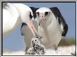 Albatrosy, Rodzinka