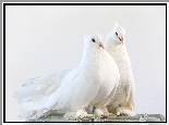 Białe, Gołębie