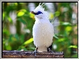 Biały, Szpak balijski, Bali Starling