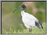 Biały, Ibis