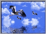 Bociany, Woda, Niebo, Chmury, 2D