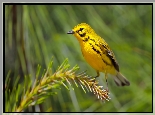 Żółty, Ptak, Lasówka czarnowąsa, Gałązka, Iglasta