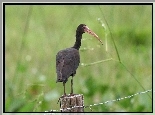 Czarny, Ibis