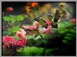 Kwiat, Cztery, Kolibry