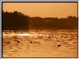 Kaczki, Drzewa, Jezioro