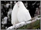 Dwa, Białe, Gołębie, Śnieg