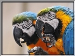 Papugi, Dwie, Ary