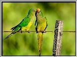 Dwie, Zielone, Papugi, Konury