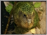 Kakapo, Dziób, Spojrzenie