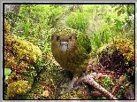 Lato, Dżungla, Kakapo