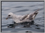 Fale, Ptak, Dziób, Petrel