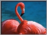 Flamingi