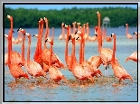 Flamingi