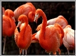 Flamingi