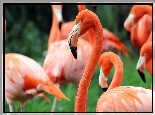 Flamingi